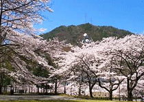 多々良木ダム湖周辺と
あさごエコパークの千本桜,朝来