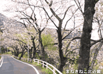 蒲入の桜並木,伊根
