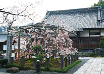 泰雲寺のしだれ桜,新温泉町