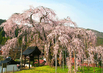 正福寺桜,新温泉町