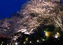 湯村温泉の桜,新温泉町
