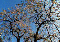 西方寺の枝垂れ桜,養父