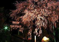 西方寺の枝垂れ桜,養父