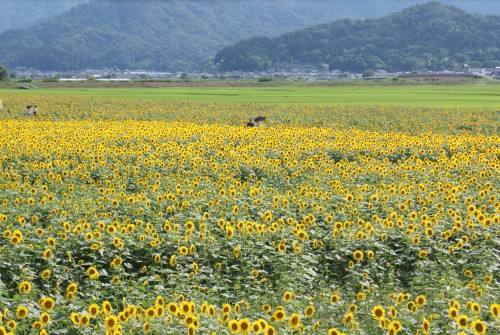 2011_07_12_himawari 026.jpg